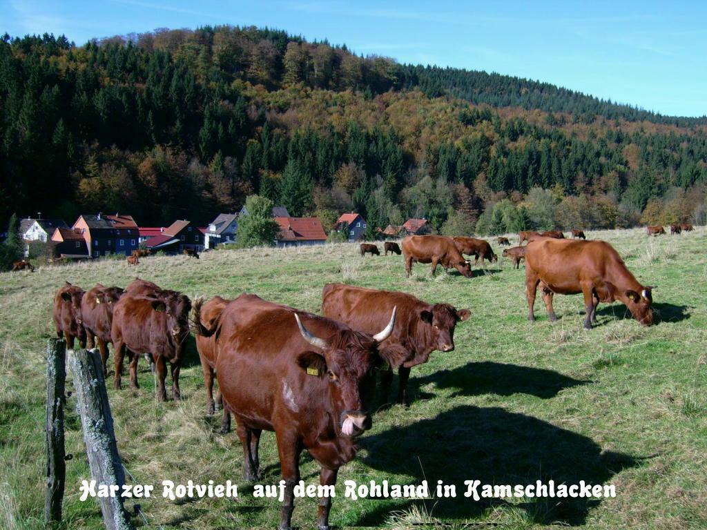 Gaestehaus Buendge Kamschlacken Екстериор снимка